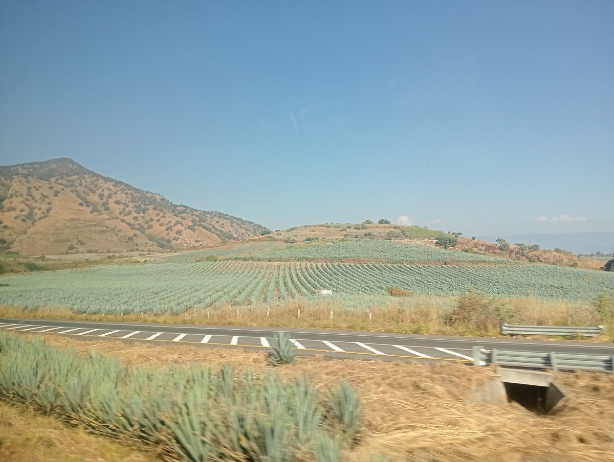 rullygossard33's tweet image. Ya saque n los tequilas. No?  #HashtagPoderoso