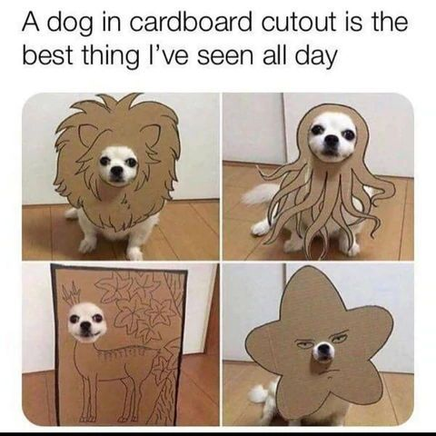 WholesomeMemes (@wholesomememe) on Twitter photo 