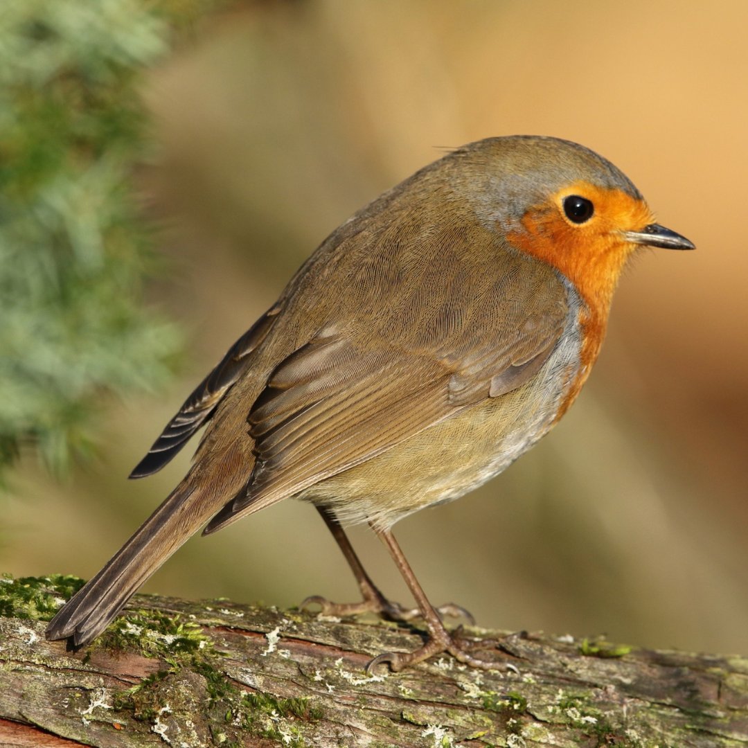 backuptrust's tweet image. Spread some festive cheer with our Back Up Christmas cards! 🎄 From stunning scenes to joyful jumpers, we have six spectacular designs for you to choose from. Our cards are eco-friendly and every purchase directly supports Back Up 🧡 Order yours today at backuptrust.org.uk/shop/category/…