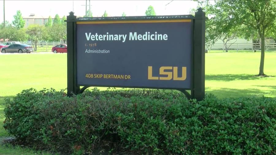 AVMAvets's tweet image. Three horses that participated in a recent equine competition in Texas are currently quarantined at the LSU School of Veterinary Medicine Veterinary Teaching Hospital (VTH) and receiving treatment for confirmed Equine Herpesvirus-1 (EHV-1). bit.ly/4o8uhKY