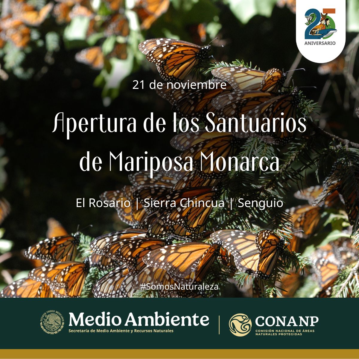 Hoy abren sus puertas los Santuarios de #MariposaMonarca. 🦋🧡

Visítalos de forma responsable siguiendo las indicaciones y disfruta de este increíble espectáculo de la naturaleza. 

#SomosNaturaleza #ProtejamosAlasMonarca 🌿🌊🌳🌺🍃🍄🐝🦎🐦