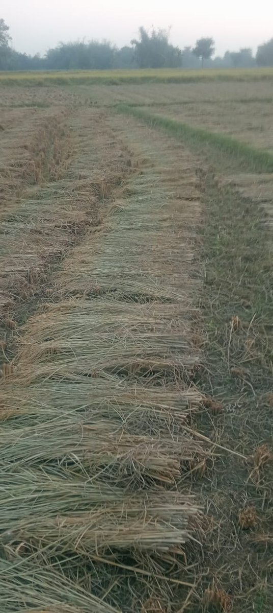 JhaAjitk's tweet image. किशनगंज में संघ के एक पदाधिकारी की 20 एकड़ से अधिक पैतृक संपत्ति पर कब्जा कर लिया गया।

वे कानूनी लड़ाई जीत गए, पर प्रशासन की हिम्मत नहीं की जमीन खाली करवा ले।

किशनगंज से पटना तक दौड़ लगाते लगाते वे थक चुके हैं पर कोई मदद करने वाला नहीं है।

हिंदुओं के ऐसे सैकड़ों दर्द है। लैंड…