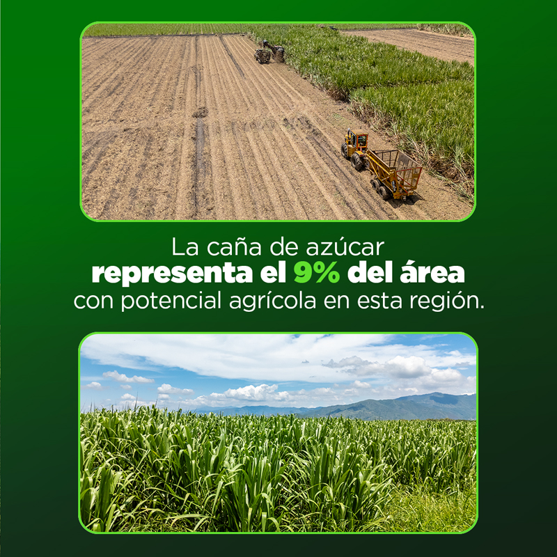 En el suroccidente colombiano, la caña convive con múltiples cultivos que impulsan vida y progreso. En Corazón de Caña trabajamos con la naturaleza y las comunidades para crecer y construir desarrollo sostenible.