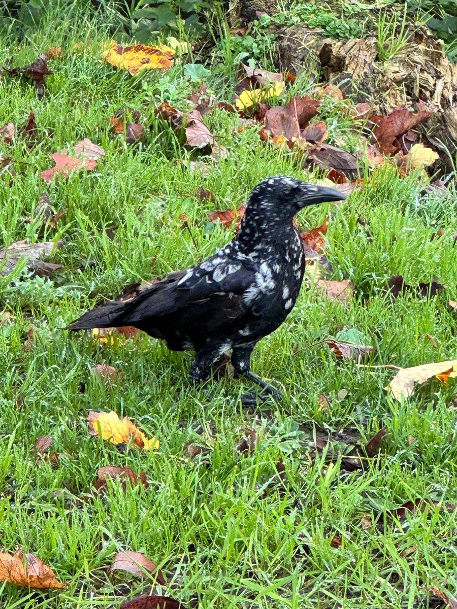 Carrion Crow with Leucism (partial loss of pigmentation) today.
We also have a resident buzzard with the same condition. Albinism is the complete loss of melanin resulting in a fully white animal with pink or red eyes.
Conservation@althorp.com 
*A. Cox.
#Spencerestates