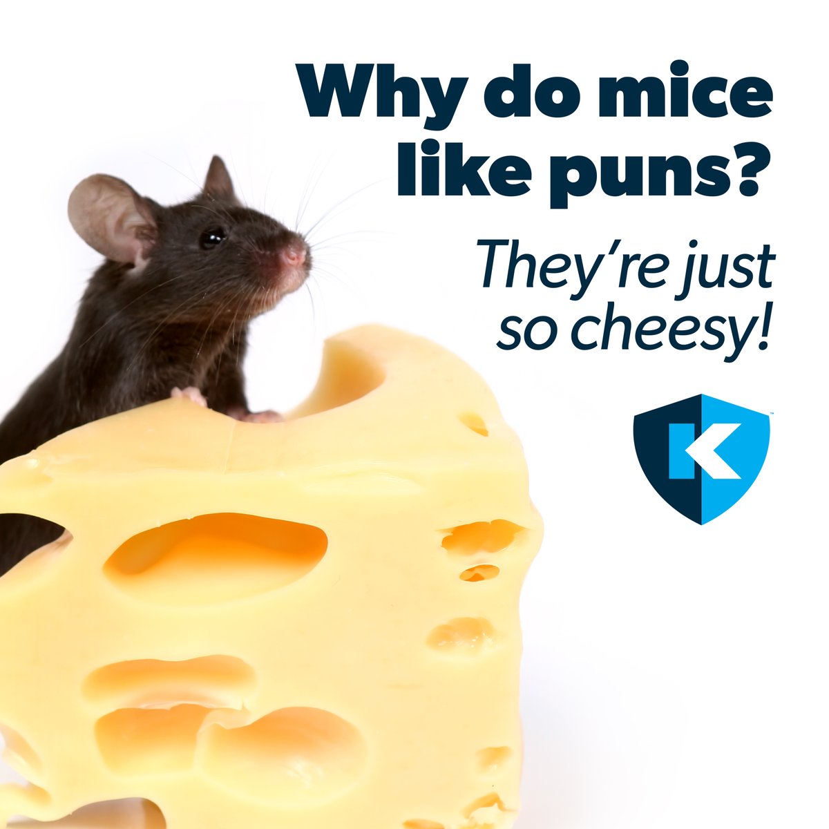 knesspestdefens's tweet image. Cheesy jokes? Mice are all ears. 🧀👂 

#PestHumor 
#Mice
