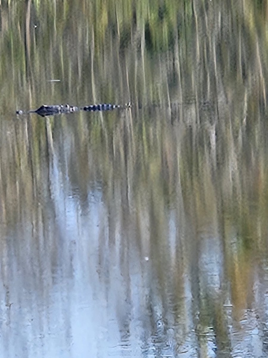 SpectralAurora_'s tweet image. i saw a gator on my morning bike, i love florida sometimes