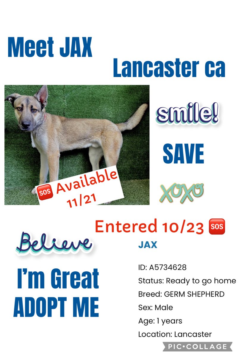 SarahjaneGille1's tweet photo. 🆘🆘🆘 URGENT Past EUTH DATE entered 10/23 JAX #A5734628 M #GSD 1yrs #PUPPY Way Better 📷 adorable cute @AnimaLancaster #LA #SAVE #ADOPT #RESCUE #FOSTER urgent #REPOSTING #TAGGING (HELP less time today) 🆘🆘 #savegsd #savejax #adoptjax #adoptgsdla https://t.co/VbNgDPXYyU