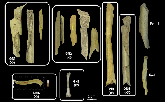 populararch's tweet photo. Neandertal women and children were the victims of selective cannibalism at Goyet

https://t.co/iIxQq2hcoV https://t.co/skvpjVSkvO