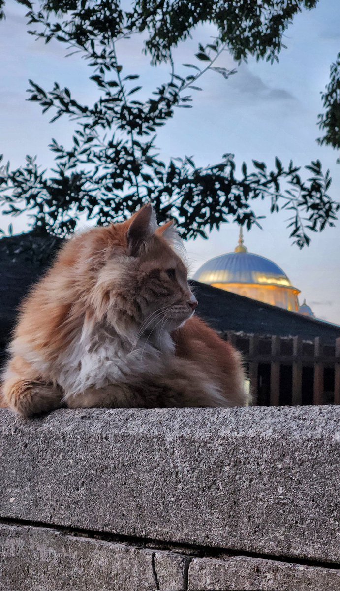 🕌🐈 | <a href="/zeypik/">zeynep k</a>