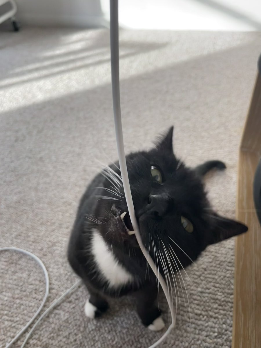 sorcha boots 🍉 tweet media