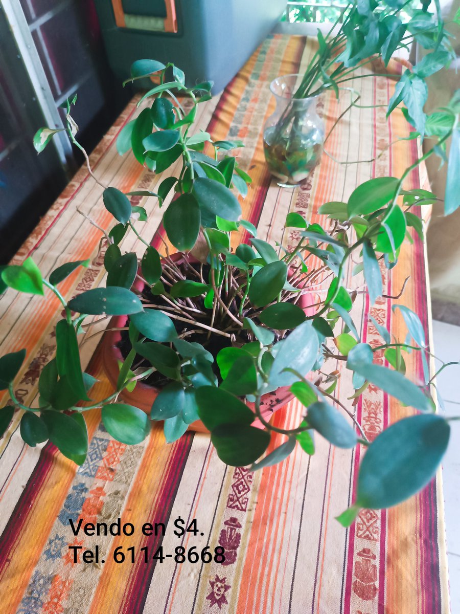 Vendo mis plantas. Disponibles al Tel. 6114-8668