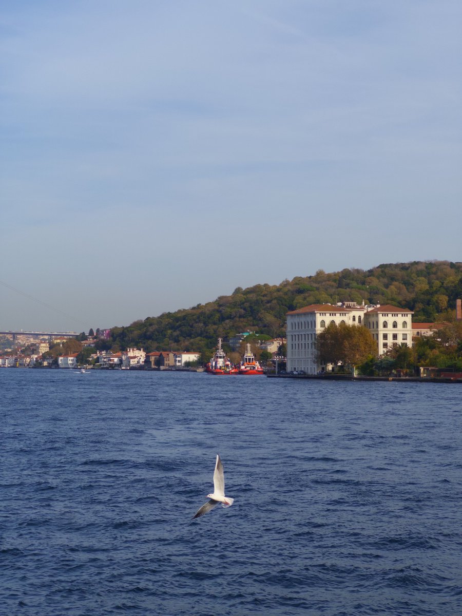 Günlük rutin vapur yolculuğu ve eksik olmayan martı manzaraları..