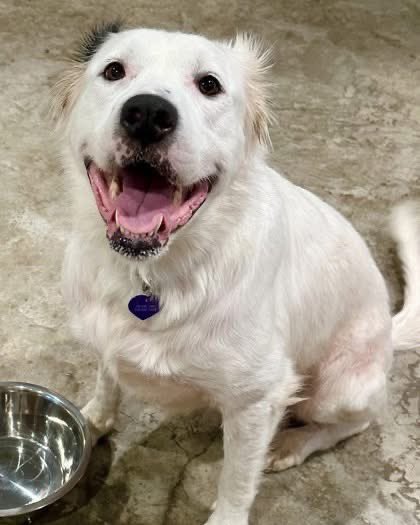 LoneStarChica's tweet image. How has this girl been overlooked for 2+ years?? 😭💔

Let’s get this sweet lady her forever home before 2026!

Mama Tabby| 54051894 |Great Pyrenees | Female | 78 lbs | Fort Worth, Tx 

Adoption info in comments 🥰