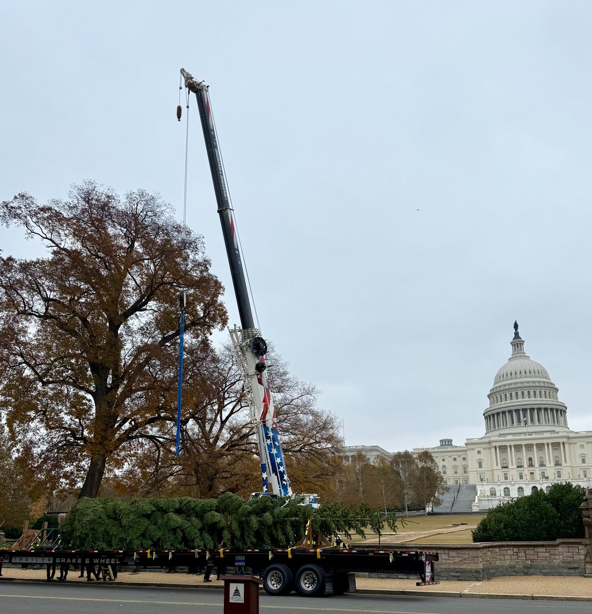 MarkAmodeiNV2's tweet image. The Whistlestop Tour has reached its final destination in our nation’s Capitol, and we couldn’t be prouder that this year’s tree was grown in the heart of #NV02! 

Learn more about the history of the Capitol Christmas tree and this Silver Belle from the Silver State:…