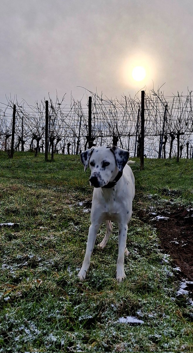 breisgauer_01's tweet image. Wünsche allseits einen schönen und friedlichen Früh-Advent - ist ja kurzzeitig passend zur Eröffnung der ersten Weihnachtsmärkte etwas winterlicher geworden ☃️🎄🎅