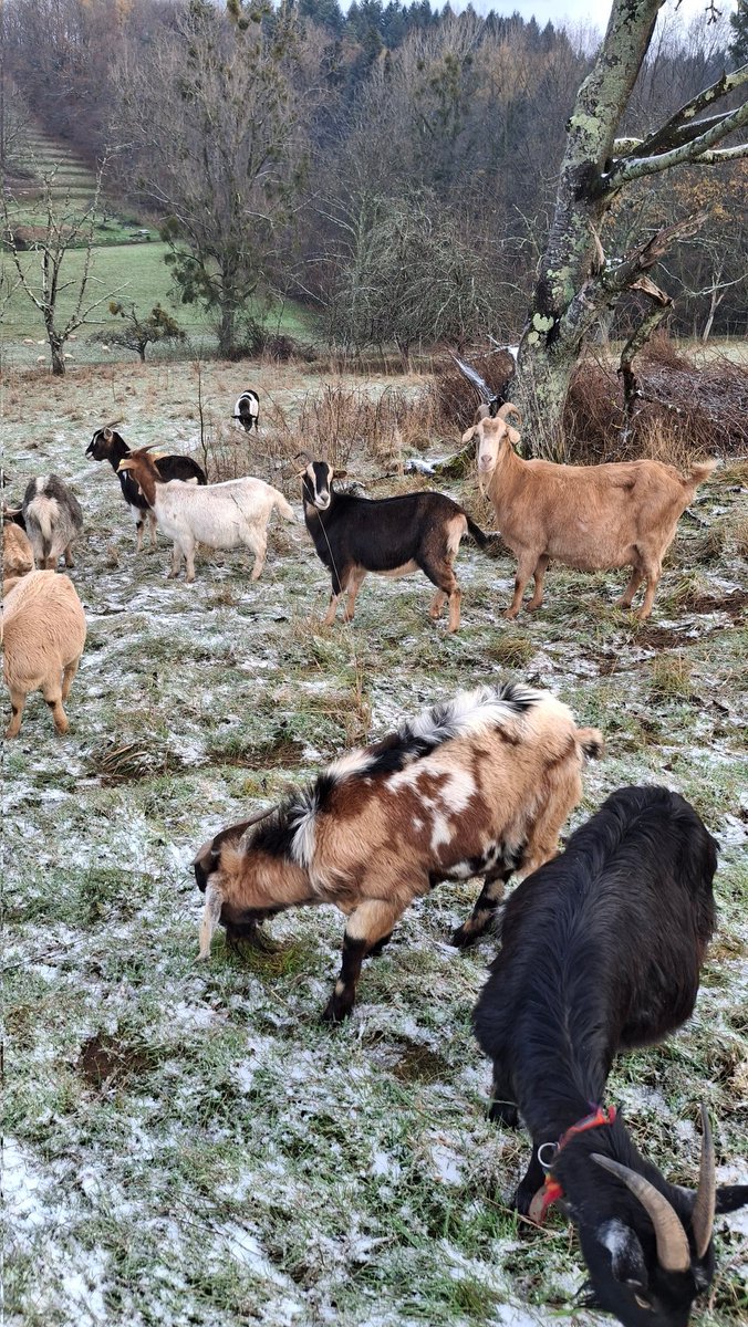 breisgauer_01's tweet image. Wünsche allseits einen schönen und friedlichen Früh-Advent - ist ja kurzzeitig passend zur Eröffnung der ersten Weihnachtsmärkte etwas winterlicher geworden ☃️🎄🎅