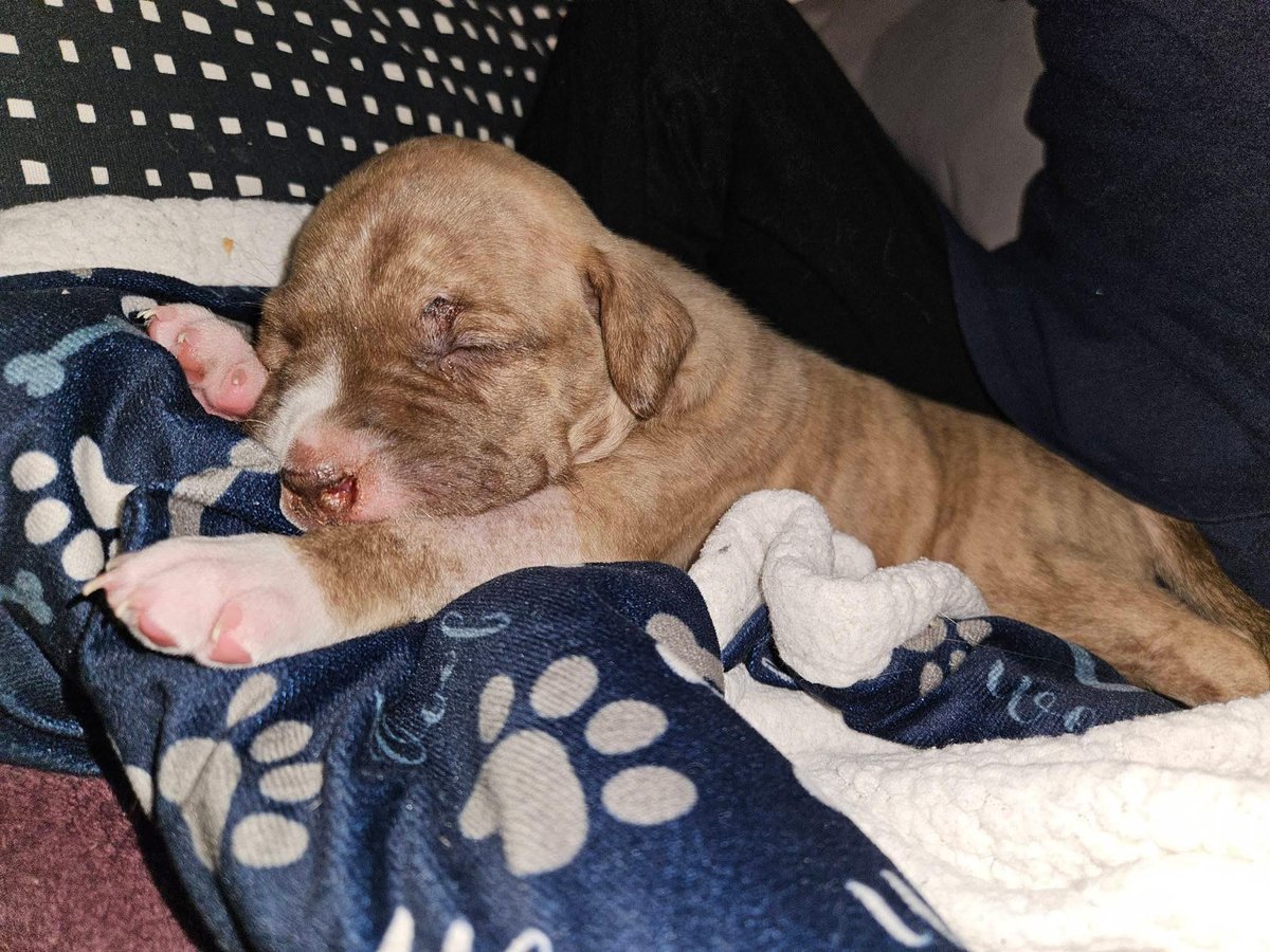 PSPCA's tweet image. Tony is finally safe in a foster home, but he is far from out of the woods.

His tiny body has already endured more than most animals ever will, and while he’s resting in a warm bed tonight, his healing journey is only just beginning.

We’re committed to fighting for him every…