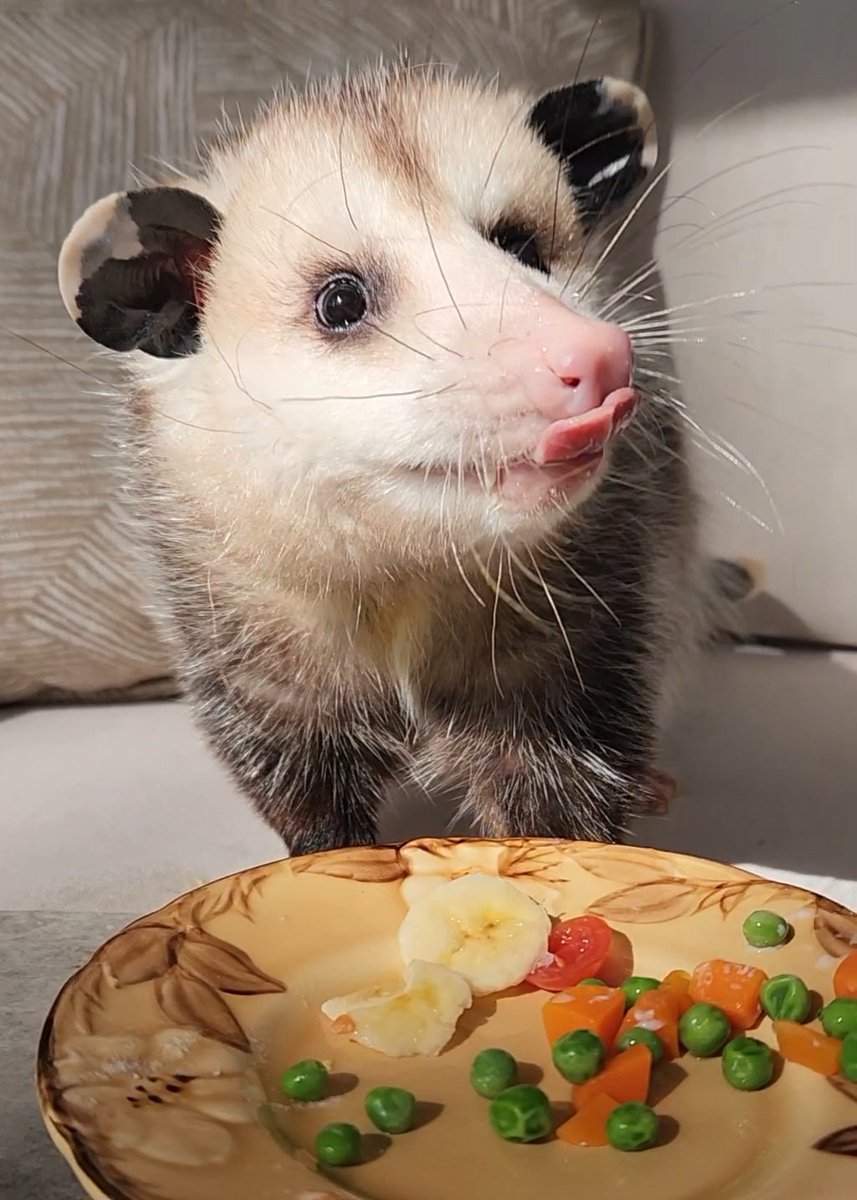 RandoCritters's tweet image. Share this Mouse eating his breakfast or you get 100 years of bad luck. Sorry its the rules.