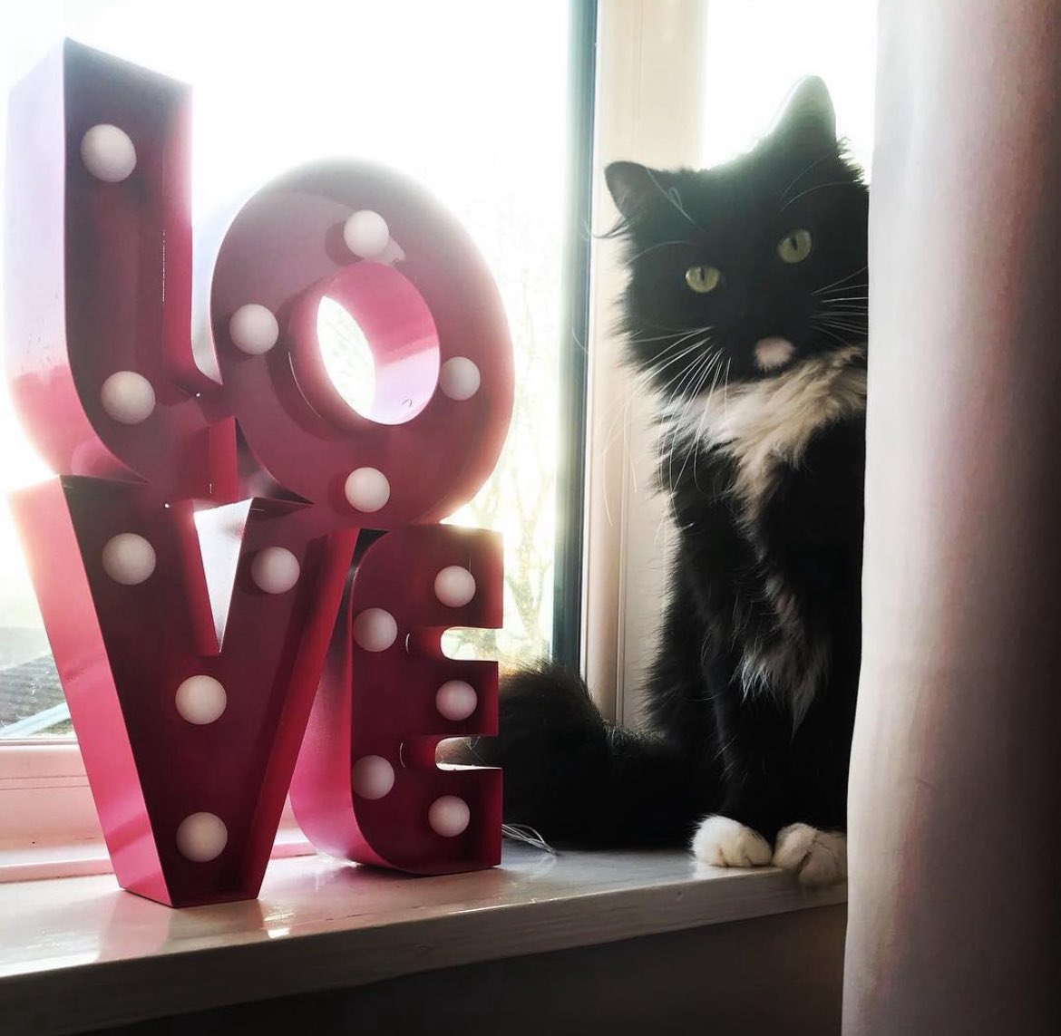 Hi pals 💗 Phoebe here. Just wanted to let you all know I have passed over the 🌈 bridge this afternoon. Ate some chicken at the vets and fell asleep peacefully in my mums arms 💗Thank you all for being my friend here on earth, and I am now off to play with all my old friends 🌈