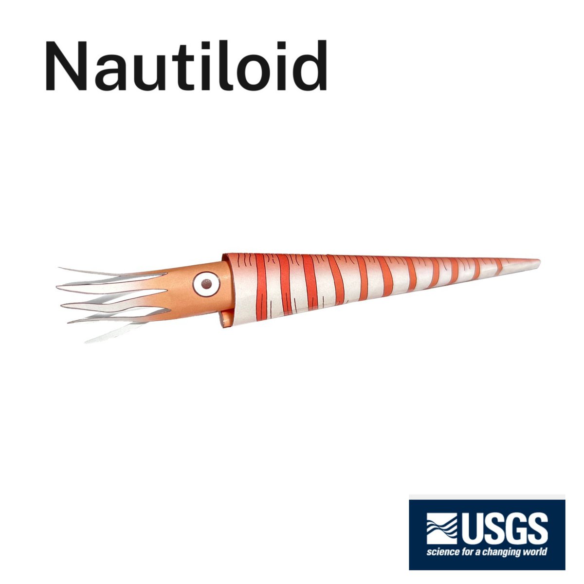 ThomasHammerich's tweet image. ⛏  It&apos;s #FossilFriday  🐚

👏 Let&apos;s build another fossil!

🔎 A Nautiloid would fit perfectly to our last weeks marine fossil...

📲  🖨  📄  ✂️ &amp;amp; have fun!

👇    👇
usgs.gov/media/files/na…

1/2 Instructions below 

#geology #geoscience #paleontology #fossil #kids #DIY