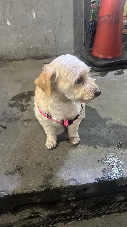 A64029345's tweet photo. Está perdido en la avenida sucre catia https://t.co/OpkL5ad9AV