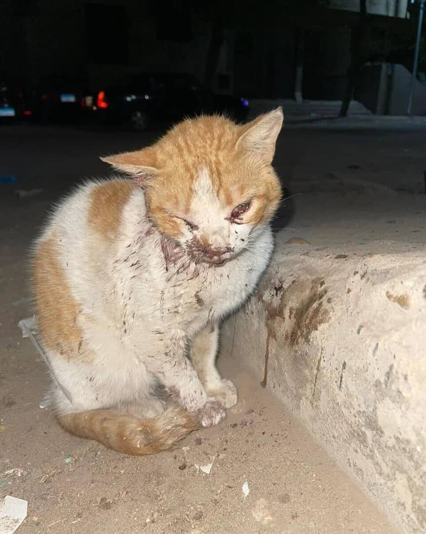 u9jqt136972jdjc's tweet photo. 🚨This is Chance.

Chance was hit by a car about 48 hours ago, we immediately went over to help. We brought him to the hospital where they said his top jaw is broken, and he’ll probably lose an eye. Right now, donations are extremely low. Please donate  Chance’s healing. https://t.co/89475oPYpX