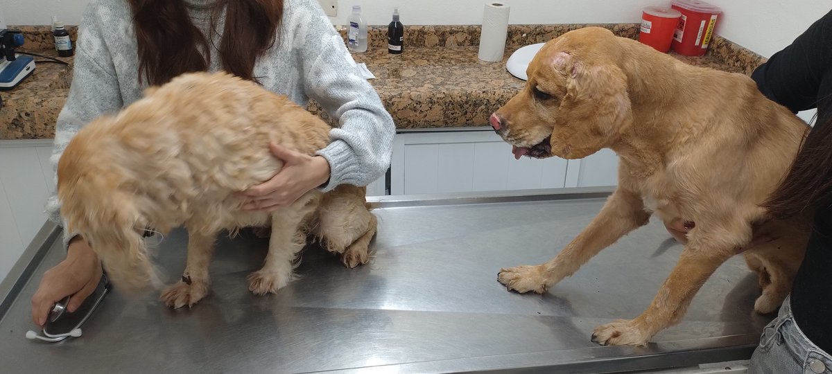 NP_ideaa's tweet image. #Voluntarios 🚑 Un estallido por gas movilizó a cuerpos de rescate en Lomas del Mármol. Dos perritos resultaron con quemaduras y fueron llevados por URSVA-004 a atención médica veterinaria 🐶❤️. Bomberos del Estado se encargaron de asegurar la zona y paramédicos de Cruz Roja…