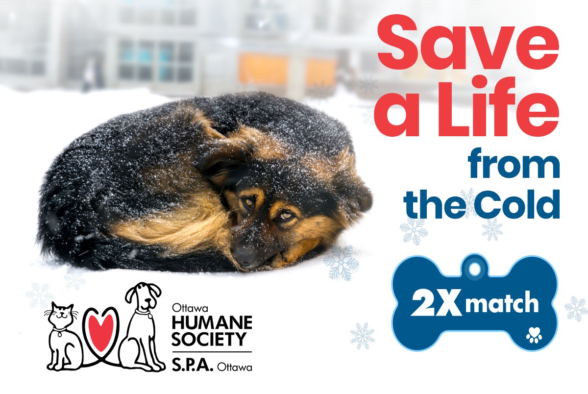 ottawahumane's tweet image. Right now, countless animals are shivering in the cold, unsure if anyone will help them.

Your gift before Nov. 30 will be matched dollar-for-dollar, giving twice the warmth, safety and care to the animals who need you most.

bit.ly/43osUR8