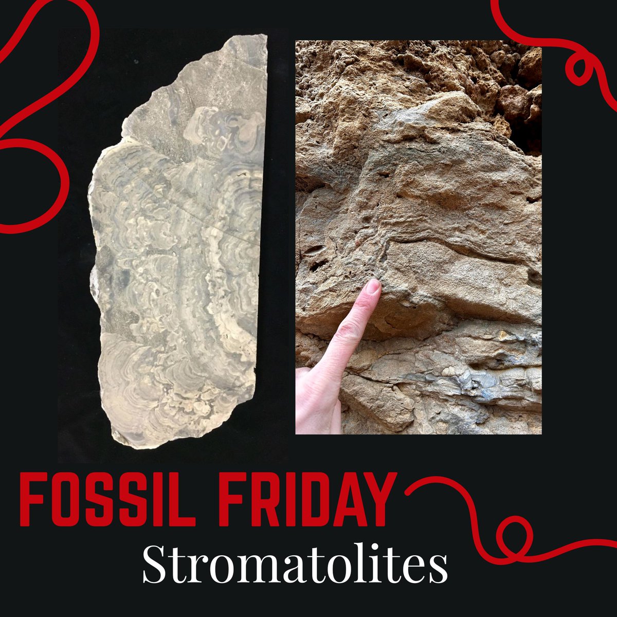 WGNHS's tweet image. Happy #FossilFriday! Starting ~3 billion years ago, mounds of algae were thriving and formed algal mats. These mats trapped sediment into dome-shaped mounds called stromatolites. 

See the slice of stromatolite (left), and one from a Madison neighborhood!

home.wgnhs.wisc.edu/wisconsin-geol…