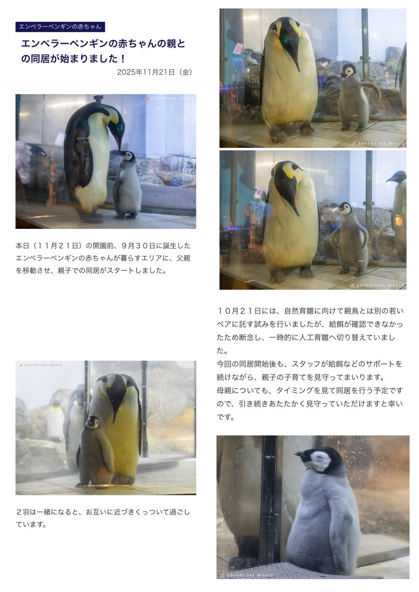 アドベンチャーワールド トピックス 2025年11月21日 エンペラー