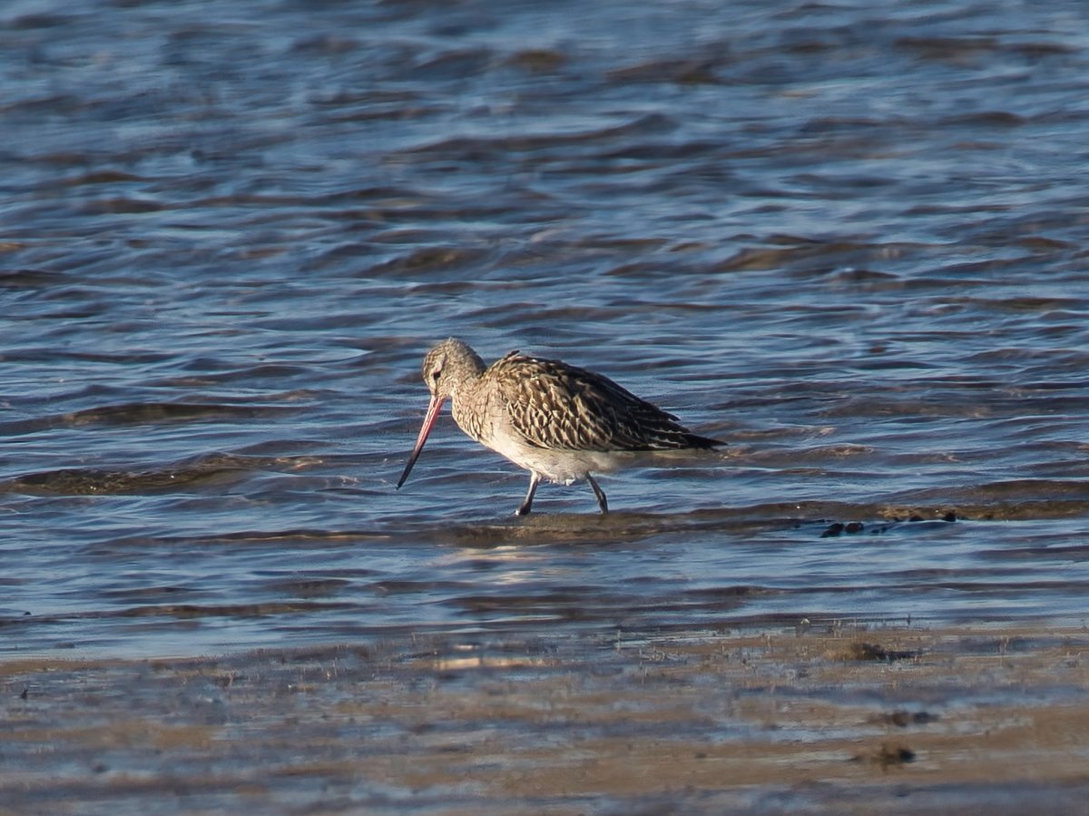 WarranPhoto's tweet photo. A few shots from a walkaround at #Ferrybridge & #Fleetlagoon #BartailedGodwit #Turnstones Distant #Curlew & #GreatCrestedGrebe....All somewhat distant due to locations!! & on a beautifull bright day too. https://t.co/L1bhQ0YsB5