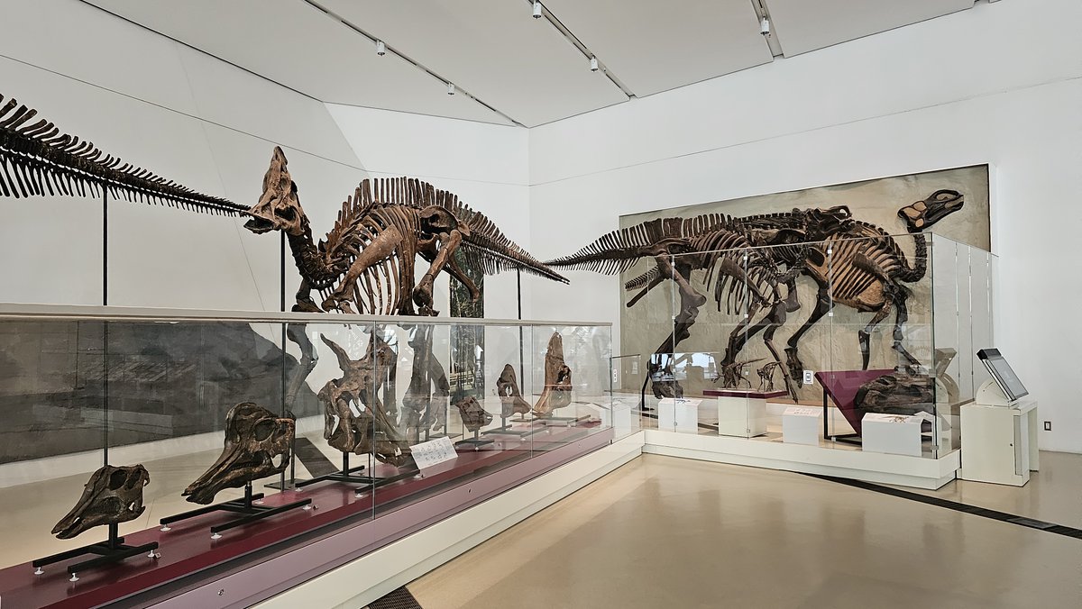 guide2travel's tweet image. Ever heard of a Futalognkosaurus? It&apos;s a sauropod nearly 100 ft (30.5 m) long! See one at the Royal #Ontario Museum in #Toronto 50+ dinosaur #fossil specimens. #museum review at: 

bit.ly/480FvLu

@cityoftoronto #DiscoverON #Canada #museums #Travel  #TravelTips