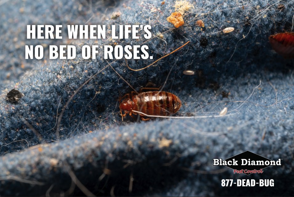 877DEADBUG's tweet image. 🛏️  😱 📲 877-DEAD-BUG
#BedBugs #PestControl #BlackDiamondPestControl