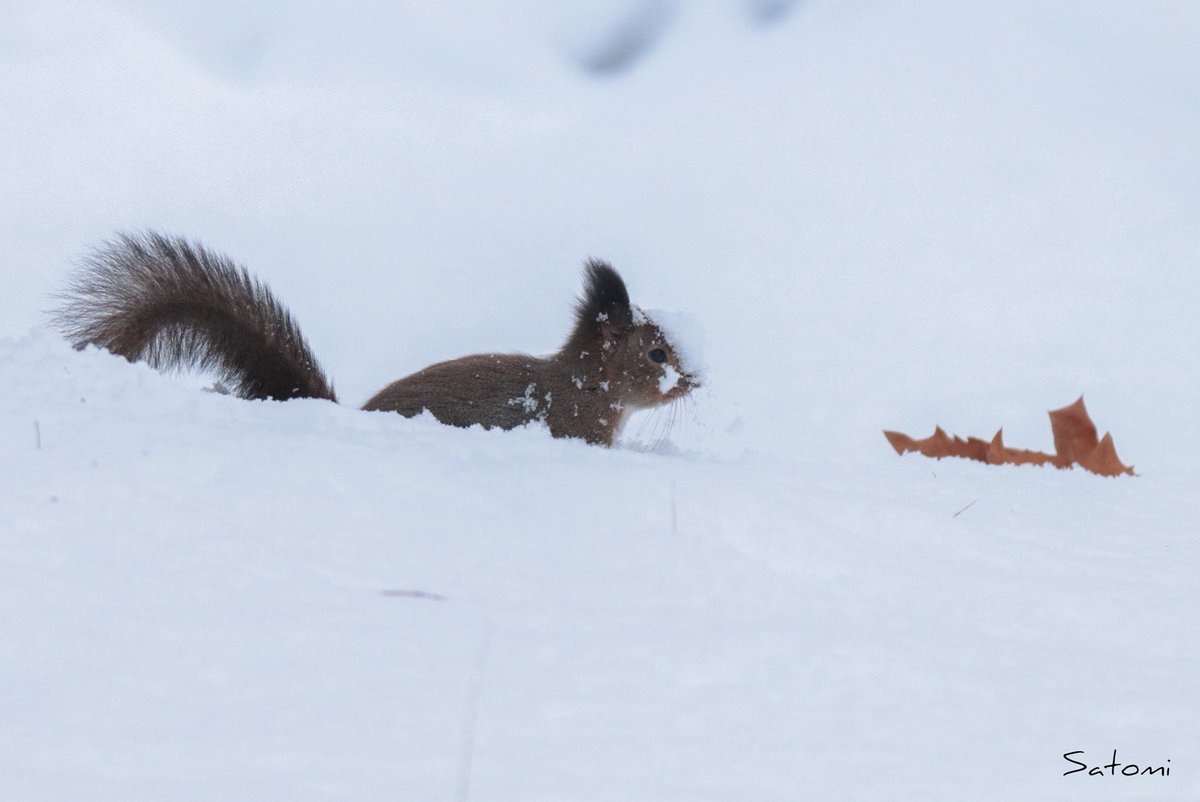 𝒮𝒶𝓉𝑜📷 tweet media