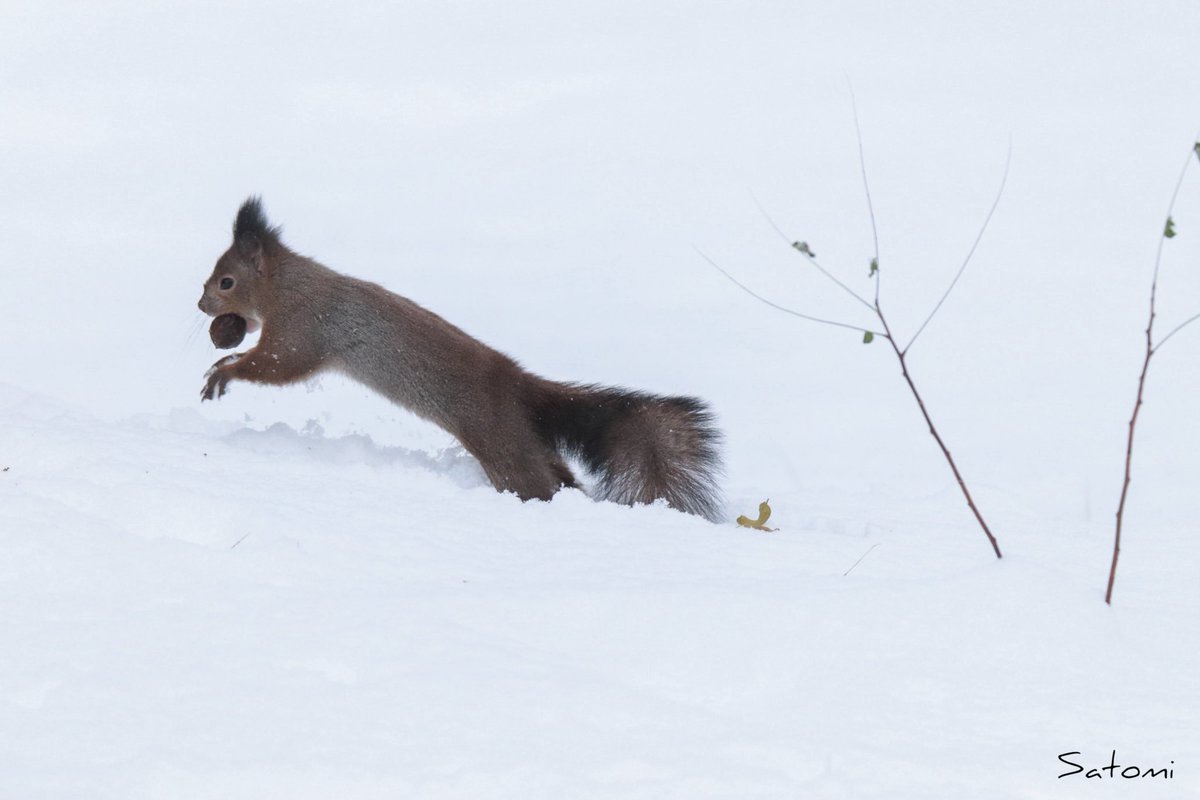 𝒮𝒶𝓉𝑜📷 tweet media