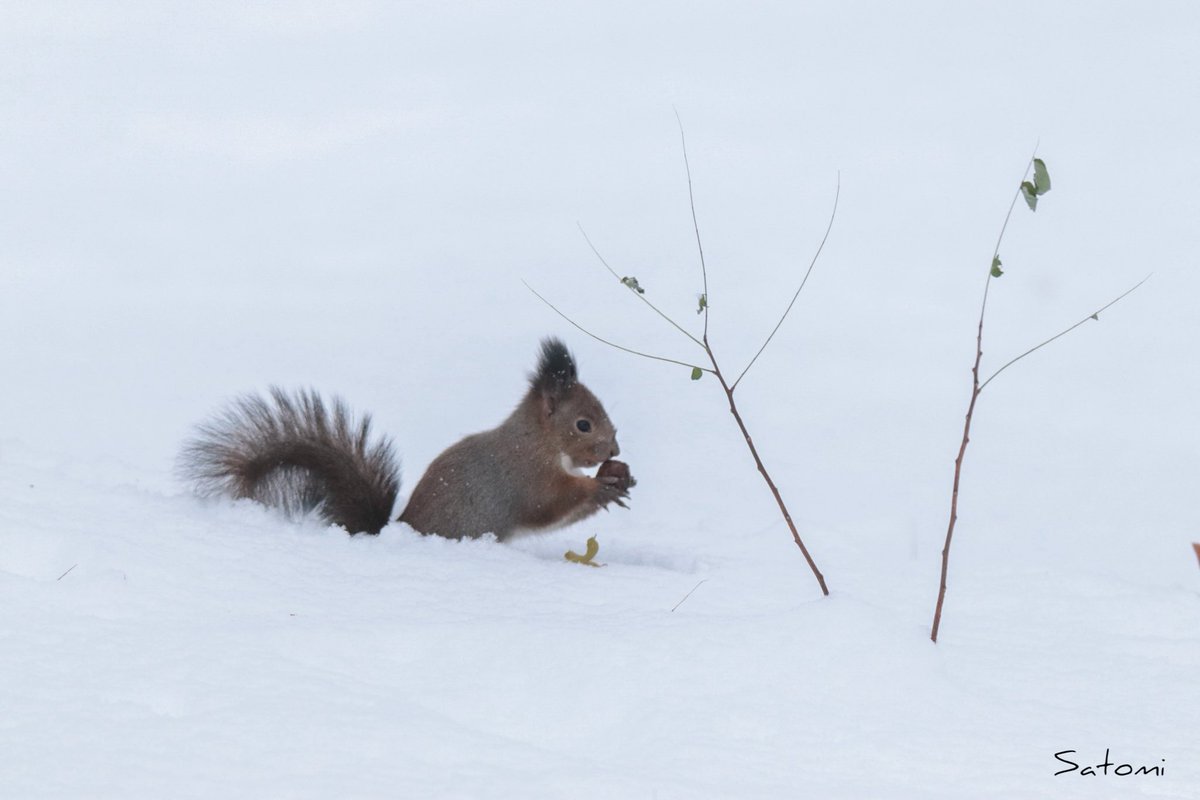 𝒮𝒶𝓉𝑜📷 tweet media