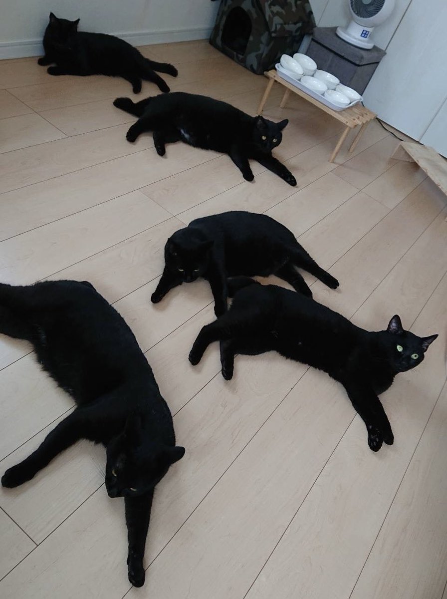 黒猫一家🐭 (@arca20220921) / Posts / X