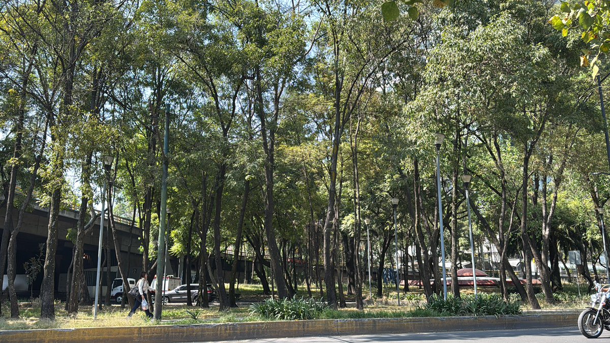 SoyDeLeon_Mx's tweet image. #ÁrbolesNativos #CdMxNativa #Otoño

Me encantan los #Fresnos 🌳 

Son árboles caducifolios, por lo tanto en otoño van pintándose poco a poco de naranja y amarillo 😍 🍂 

#ReforestaNativo