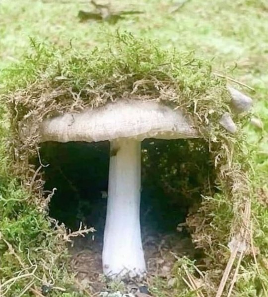 just_mg321's tweet image. this is where i tweet from (i am a small frog)