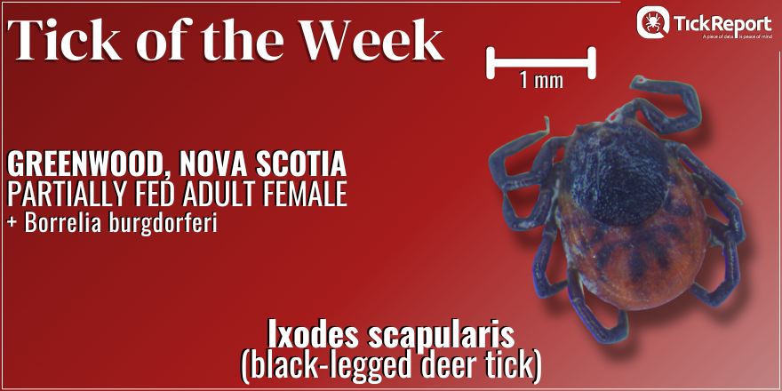 Our Tick of the Week is a female black-legged deer tick from Nova Scotia! We detected Borrelia burgdorferi, a bacterium that can cause Lyme disease.