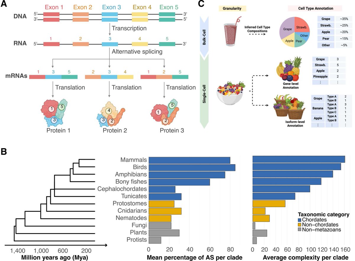 CSB_Journal's tweet image. 🔗 Advancing automated cell type annotation with large language models and single-cell isoform sequencing. DOI: doi.org/10.1016/j.csbj…

📚 CSBJ: csbj.org

#LargeLanguageModels #Genomics #CellBiology #AlternativeSplicing #LLMs #SystemsBiology @CSB_Journal