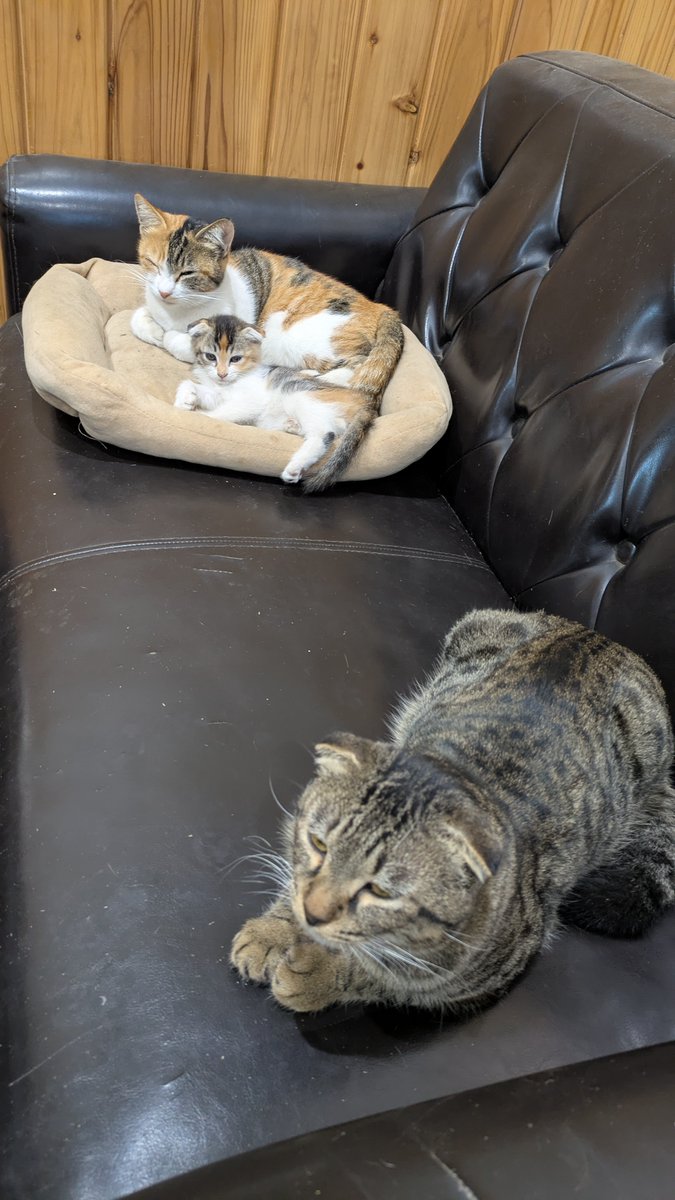 kanayabeats's tweet image. そして、この距離感。