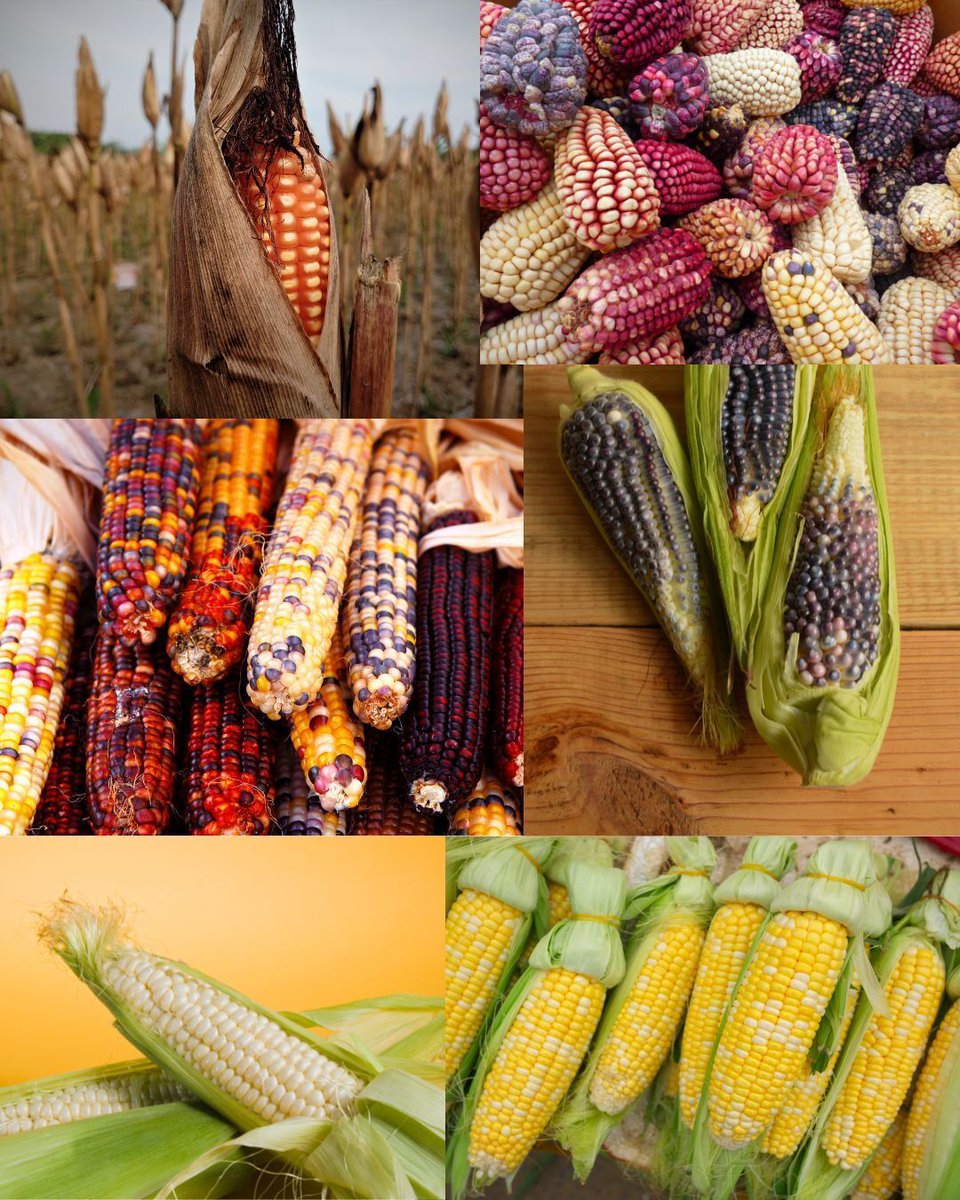 MrsLibraryLady8's tweet image. Happy Fun Fact Friday!

Did you know...that there are over 300 different varieties of corn? North and South America alone have hundreds! Corn has been a staple of Native American cultures for thousands of years, and remains so today.

Read about other facets of Native American…