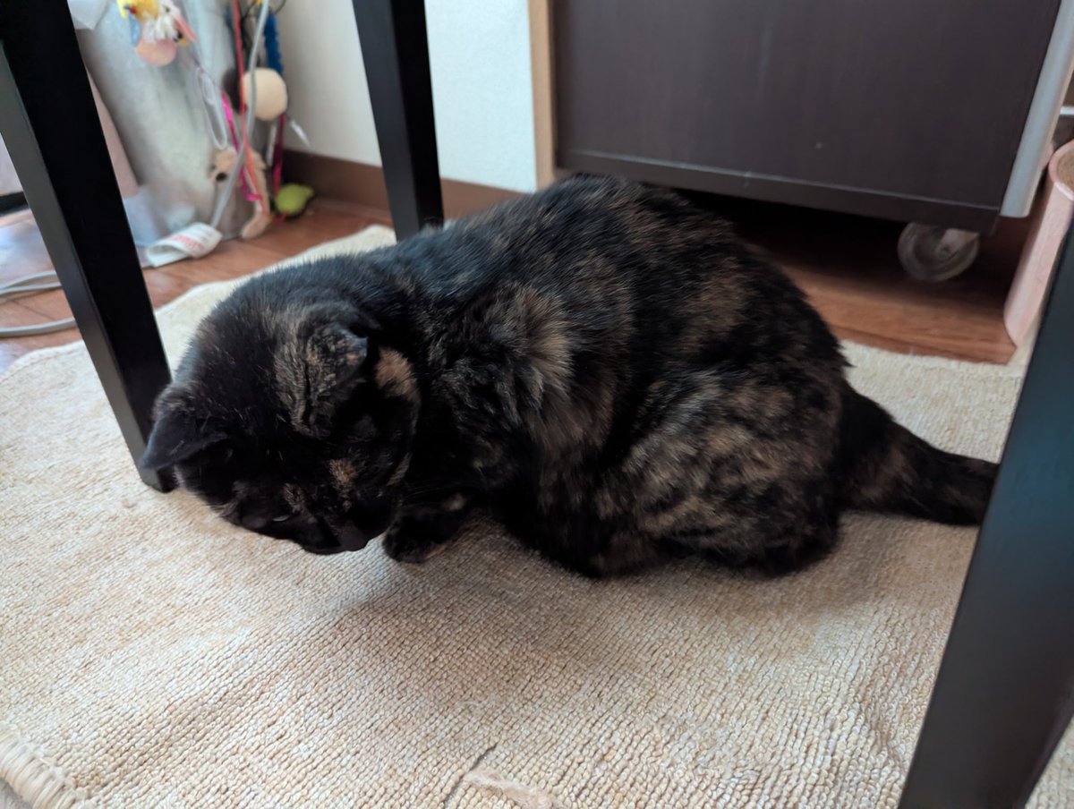 サビ猫はいいぞ