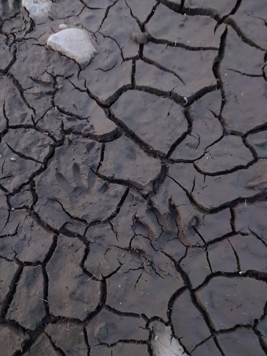 ftafyapm's tweet image. おはようございます☀川散歩🚶‍♀️👣
#自然好き