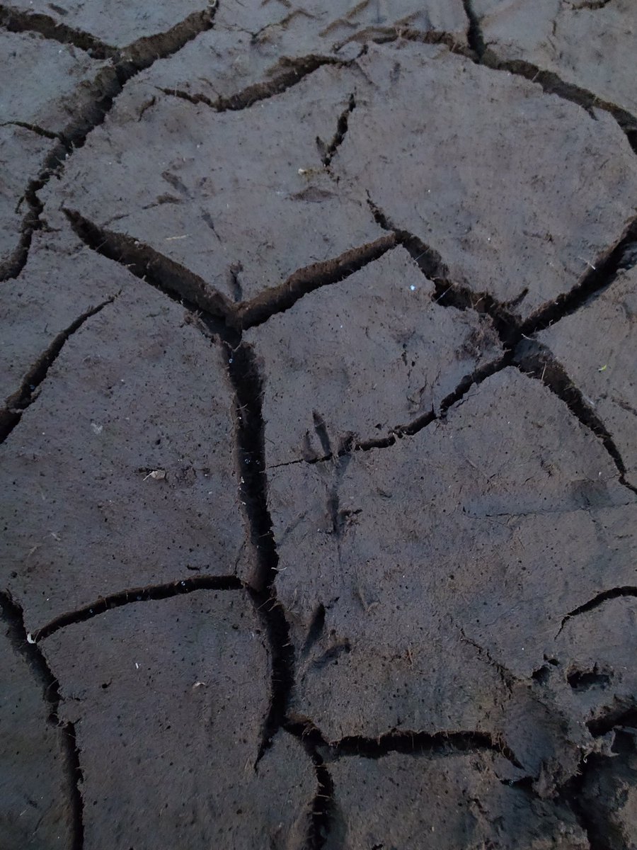 ftafyapm's tweet image. おはようございます☀川散歩🚶‍♀️👣
#自然好き