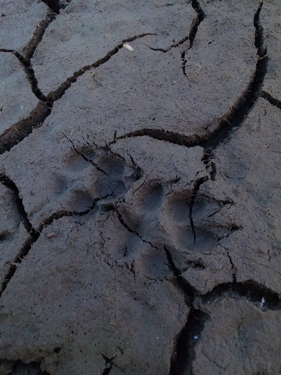 ftafyapm's tweet image. おはようございます☀川散歩🚶‍♀️👣
#自然好き