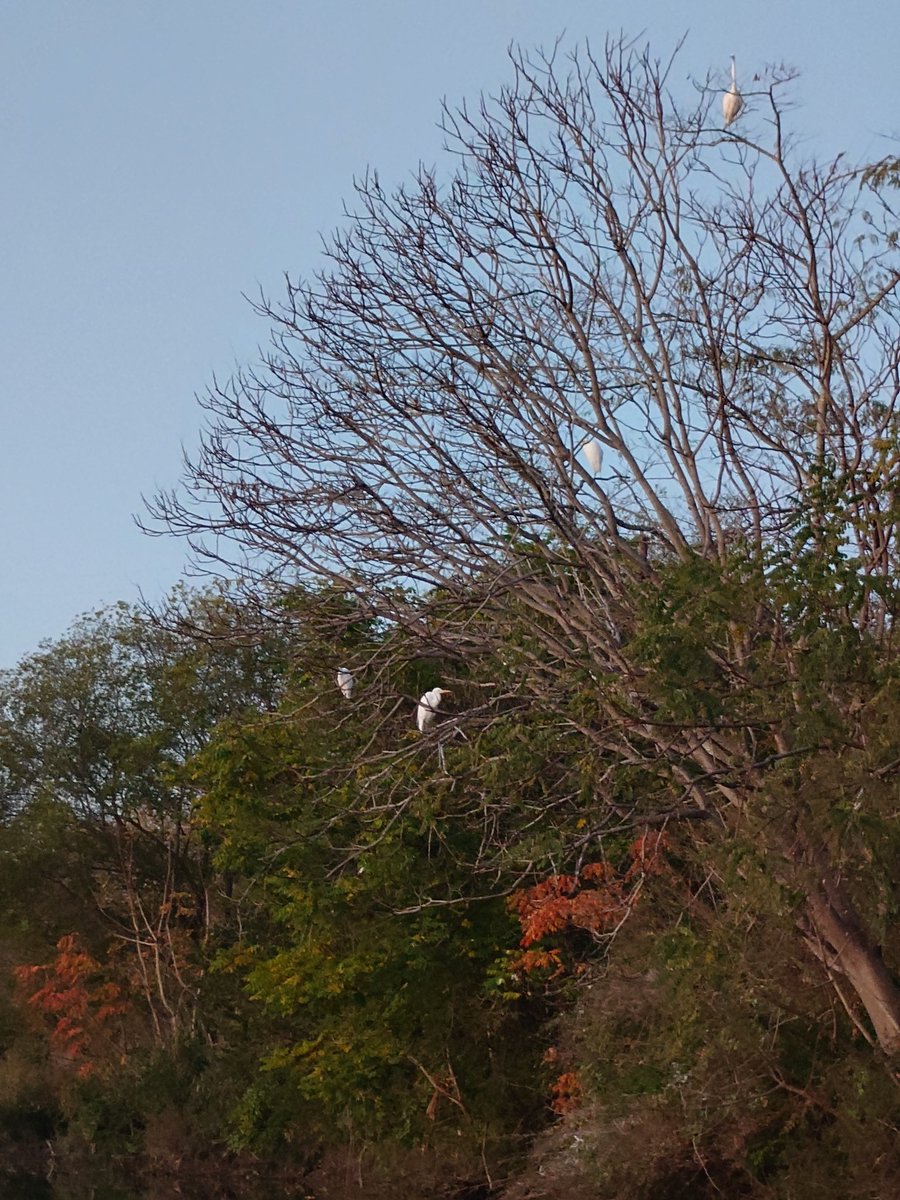 ftafyapm's tweet image. おはようございます☀川散歩🚶‍♀️👣
#自然好き