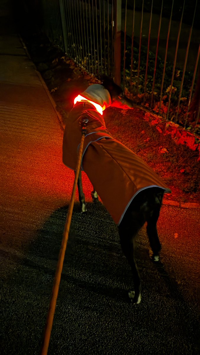 MayaTheGrey's tweet photo. M: A tale of two hounds - Alice was crazy enough to choose to go out in the cold tonight. I decided that snuggling with my blanket was a much better option - I think it's safe to say that I win. 
#HoundsOfTwitter https://t.co/apAxNe0Njo
