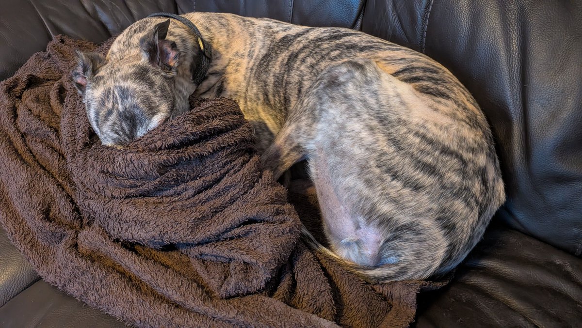 MayaTheGrey's tweet photo. M: A tale of two hounds - Alice was crazy enough to choose to go out in the cold tonight. I decided that snuggling with my blanket was a much better option - I think it's safe to say that I win. 
#HoundsOfTwitter https://t.co/apAxNe0Njo
